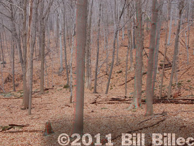 Forest3D 3D