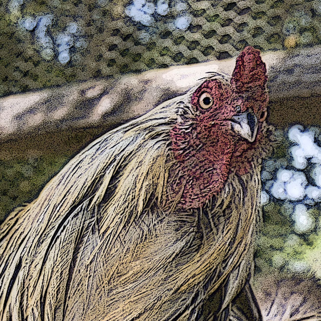 Chicken2