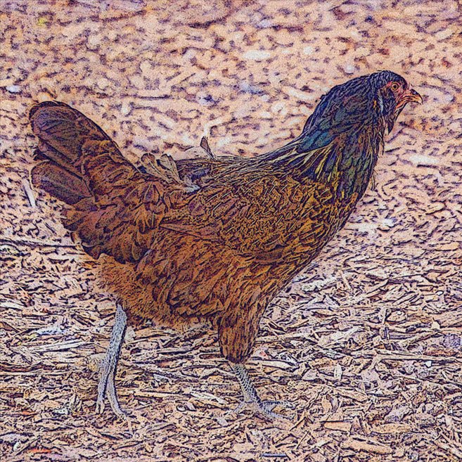 Chicken4
