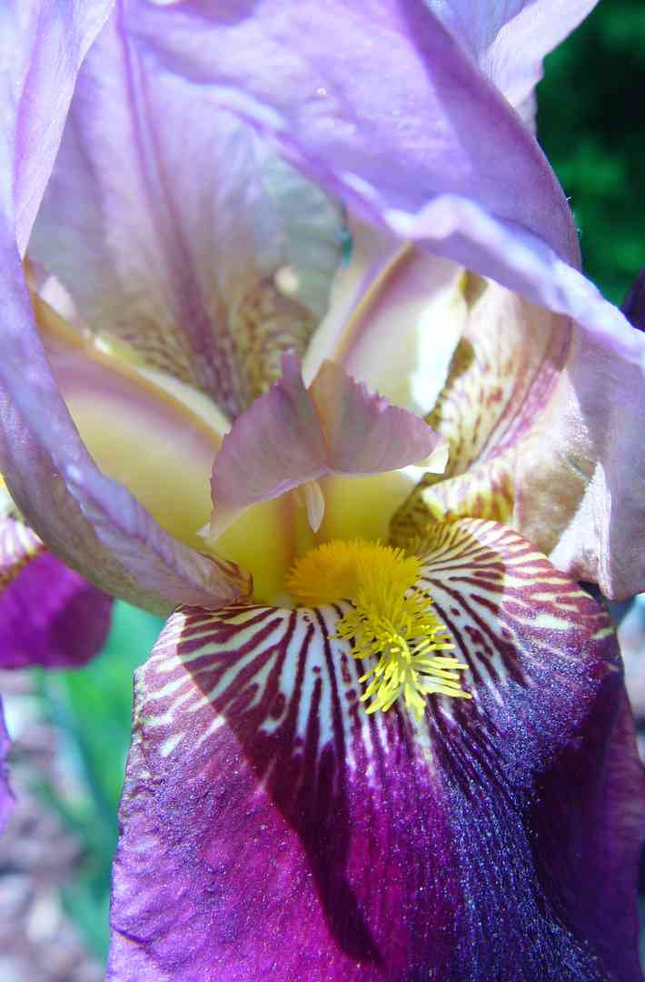 Iris1