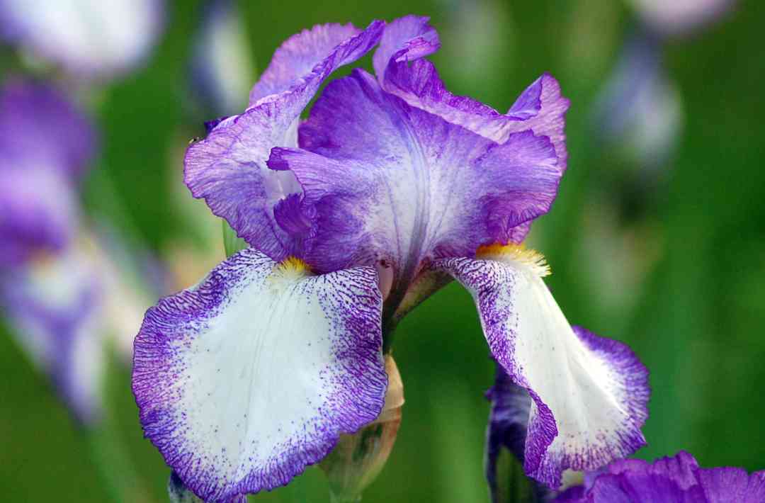 Iris5