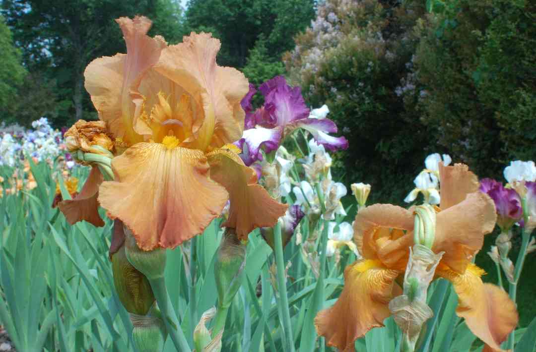 Iris8
