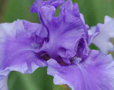 Iris10