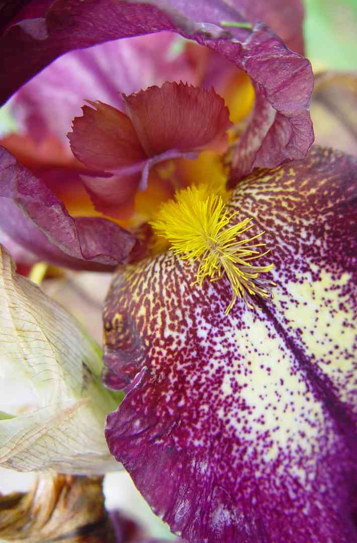 Iris11