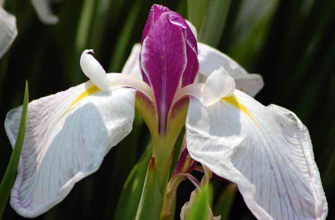 Iris13