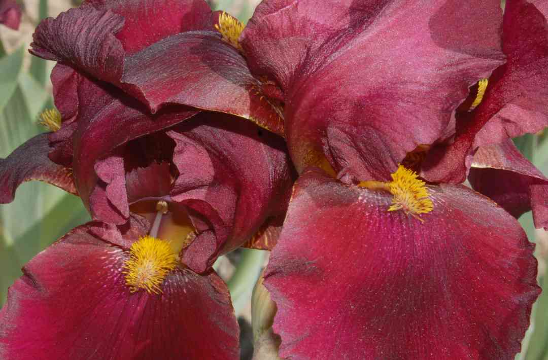 Iris14