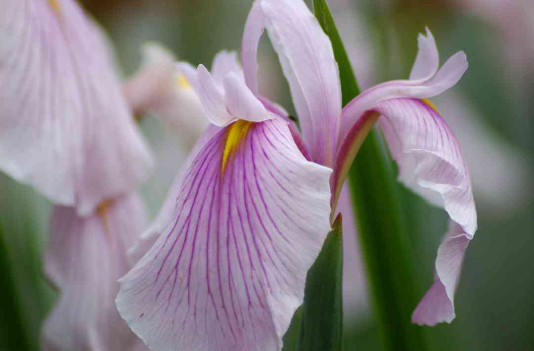 Iris18