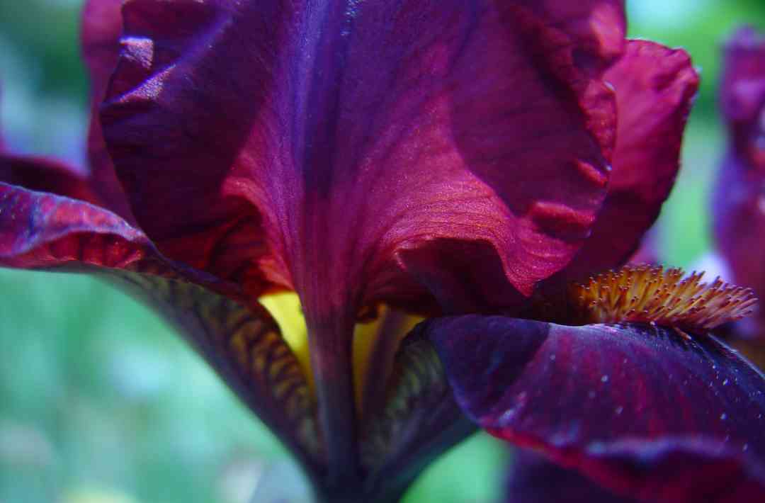 Iris23